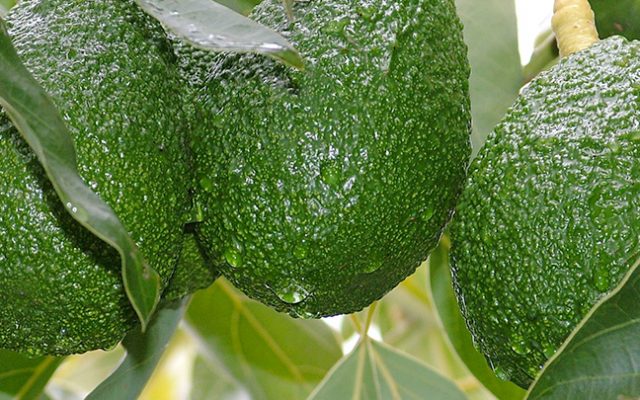 “Super safra” faz cair preço do abacate
