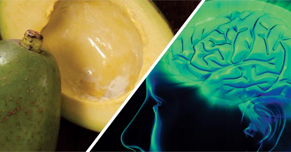 Consumo de Abacate ajuda a melhorar a memória