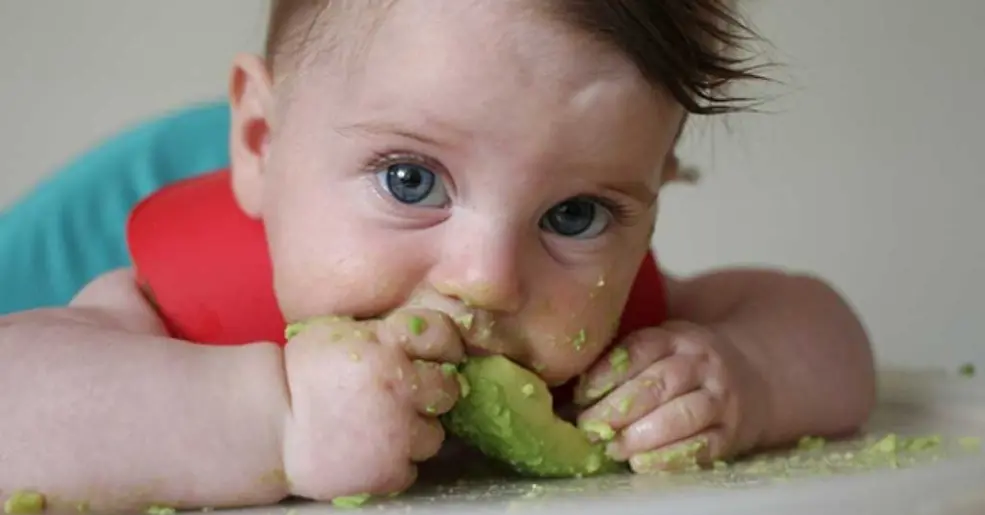 Abacate: como utilizar na alimentação das crianças?