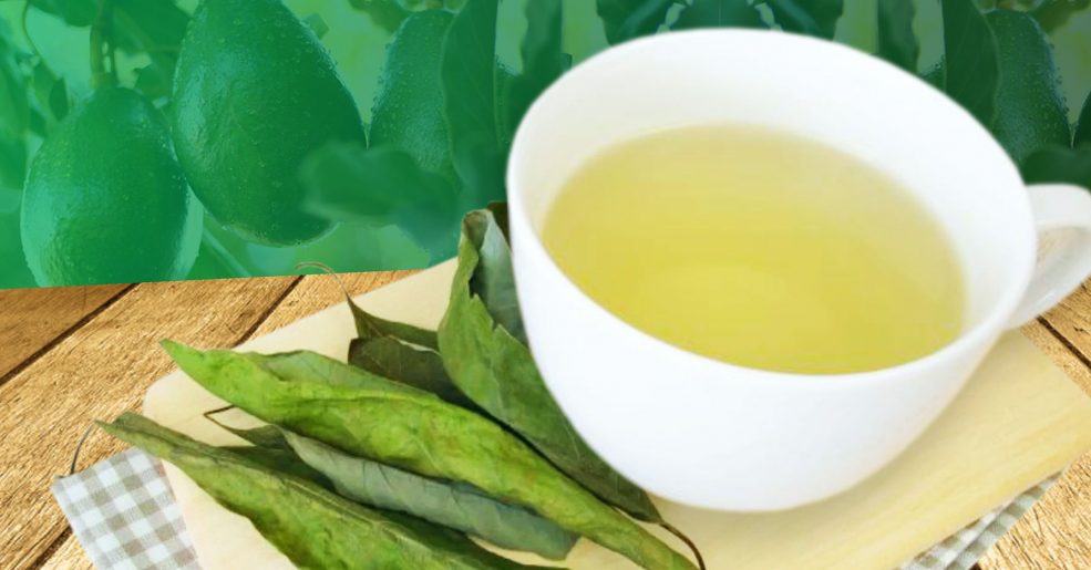 Chá de folha de abacate: saiba para que serve e como prepará-lo