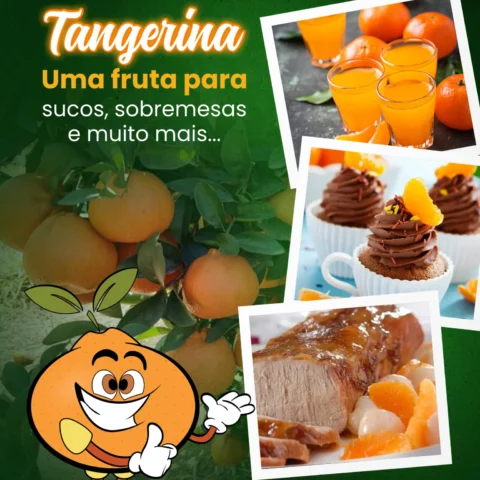 Tangerina uma fruta para sucos, sobremesas e muito mais