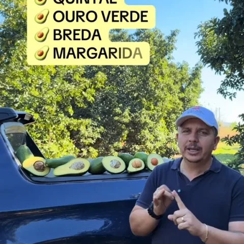 Abacate L.A. Ferretti: uma fruta, produção garantida os 365 dias do ano!
